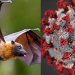 尼帕病毒──隱形殺手