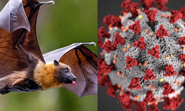 尼帕病毒──隱形殺手