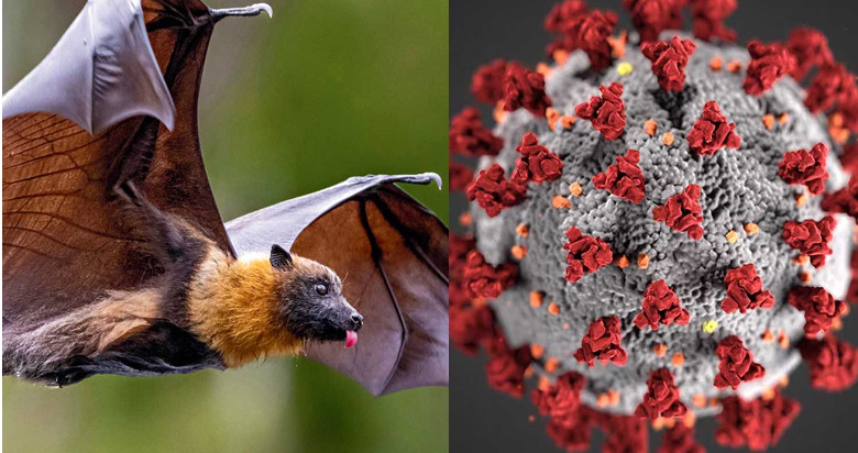 尼帕病毒──隱形殺手