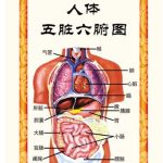 心者，五臟六腑之大主也